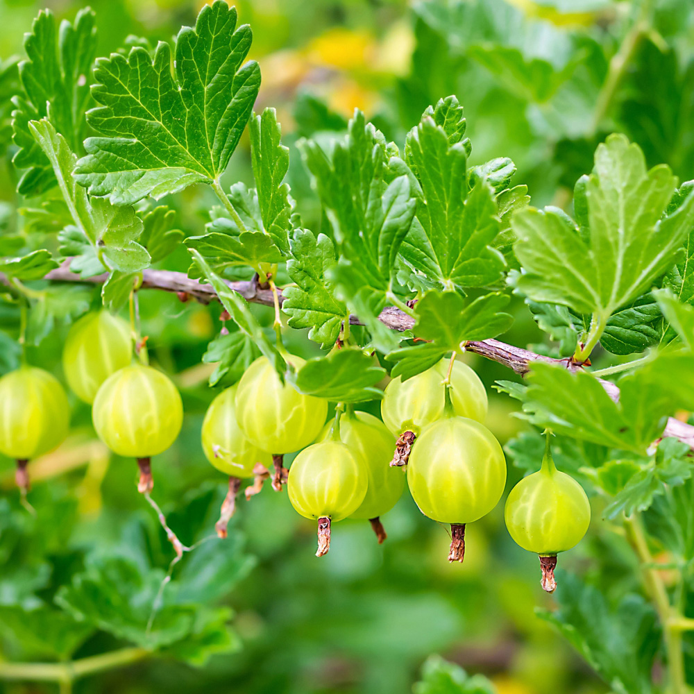 Thompson and Morgan Gooseberry Giggles Green Potted Plant 9cm 3 Pack Image 1