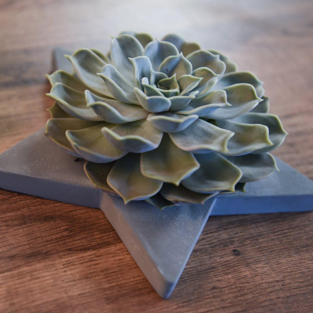Thompson and Morgan Echeveria Mix Succulent Grey Star Arrangement Image 3