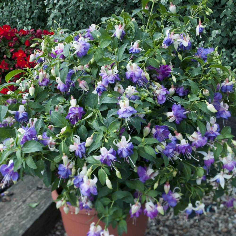 Thompson and Morgan Viburnum Opulus Snowball Shrub Potted Plant 9cm Image 2