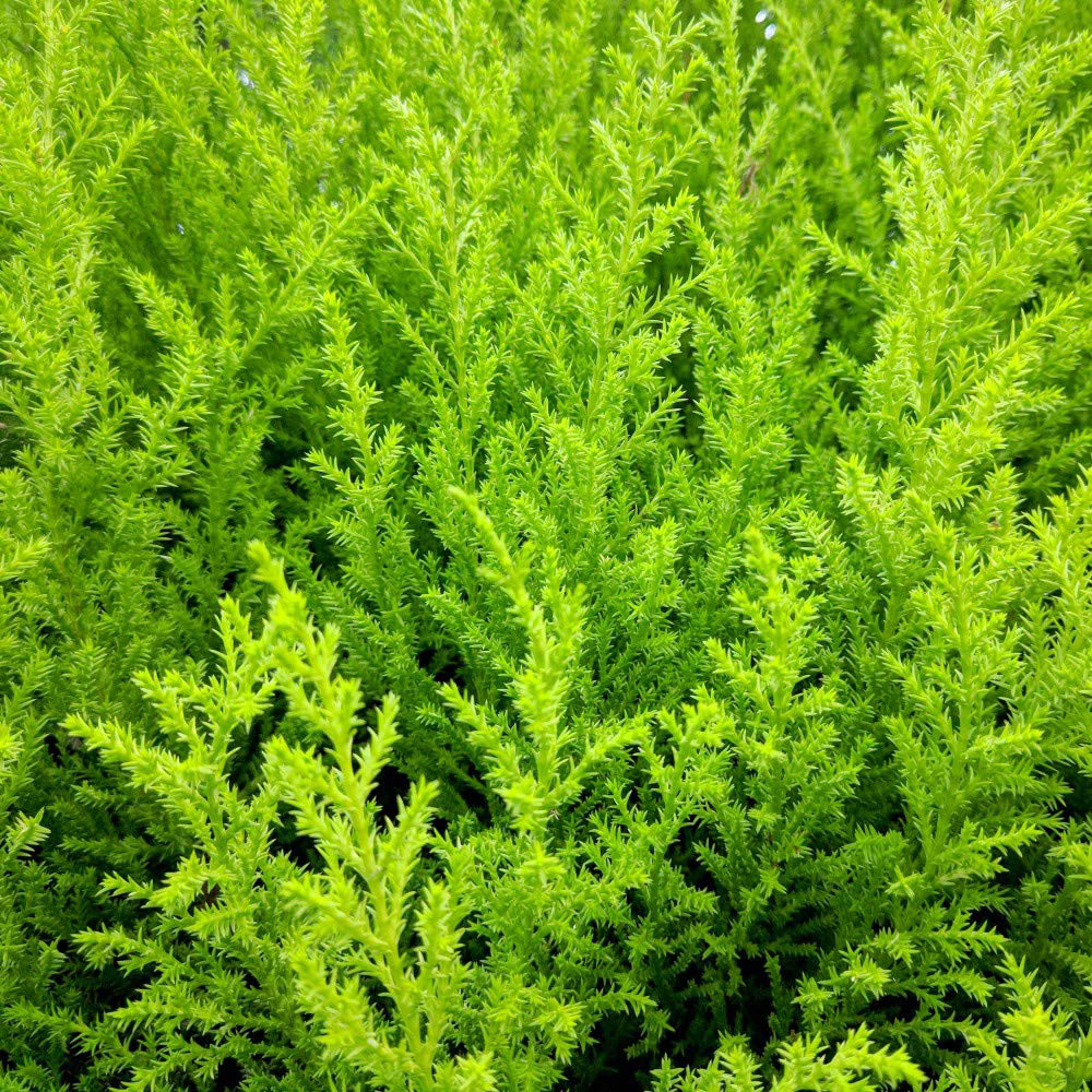 Thompson and Morgan Italian Cupressus Goldcrest Plant Pot 10.5cm 4 Pack Image 3