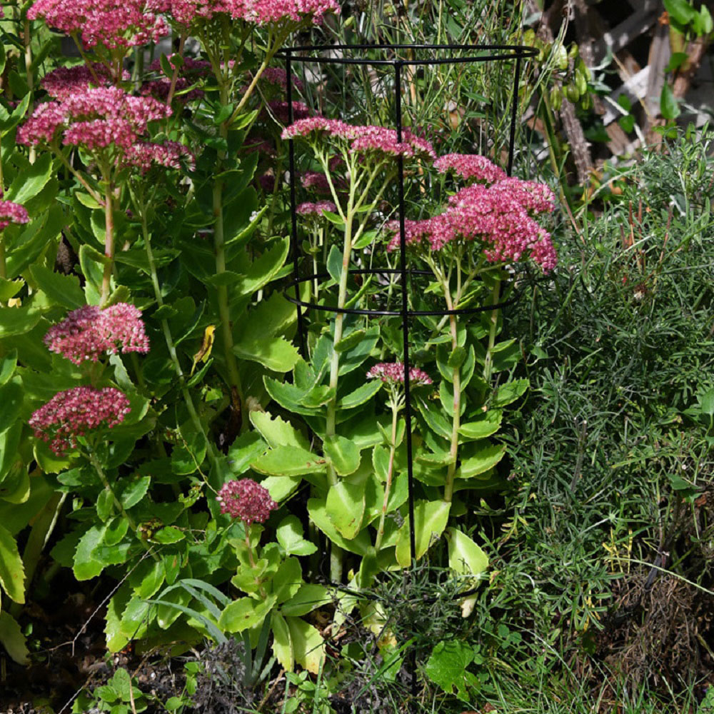 Garden Gear Medium Conical Plant Support 50cm 3 Pack Image 3