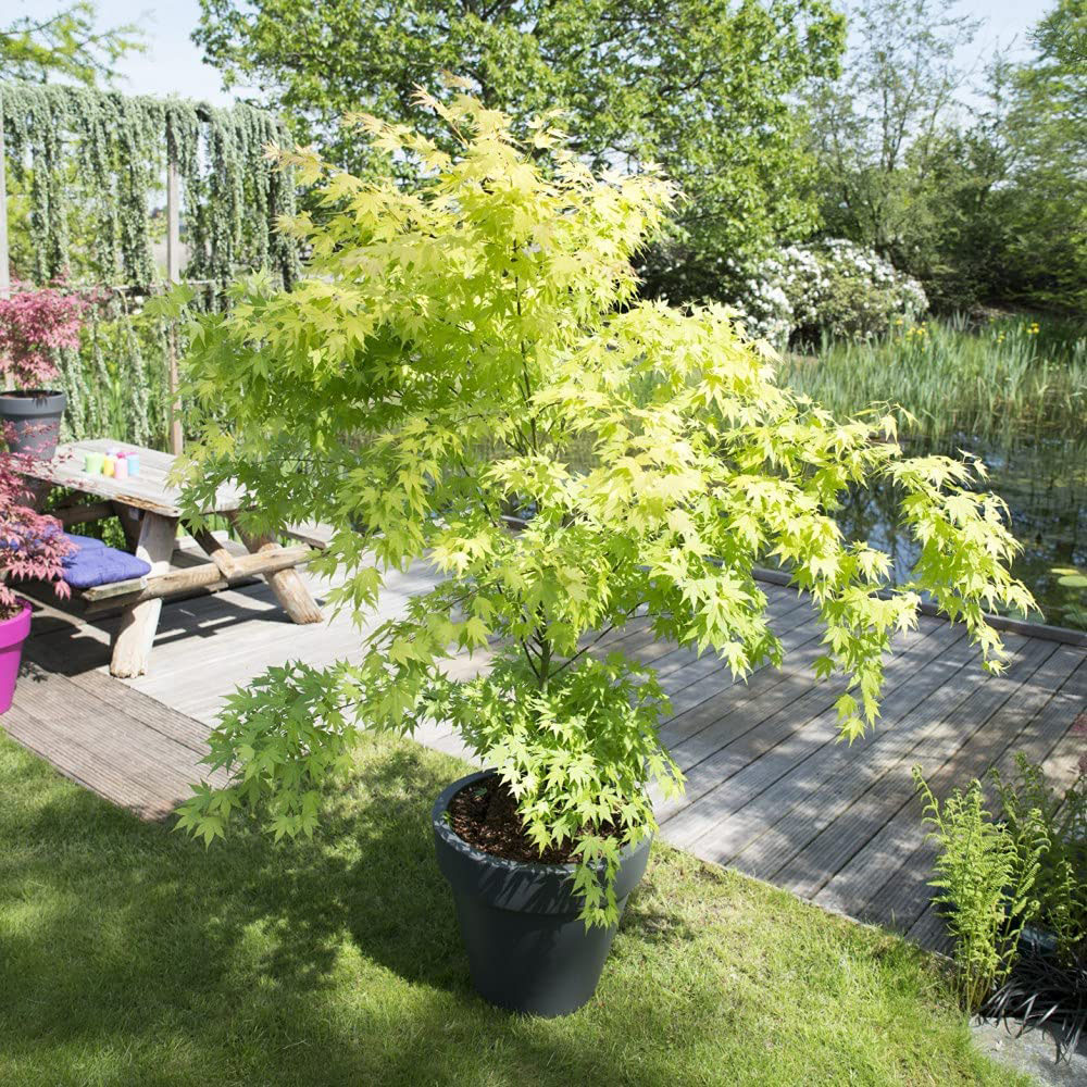 Thompson and Morgan Acer palmatum Orange Dream Plant Pot 3L 2 Pack Image 4