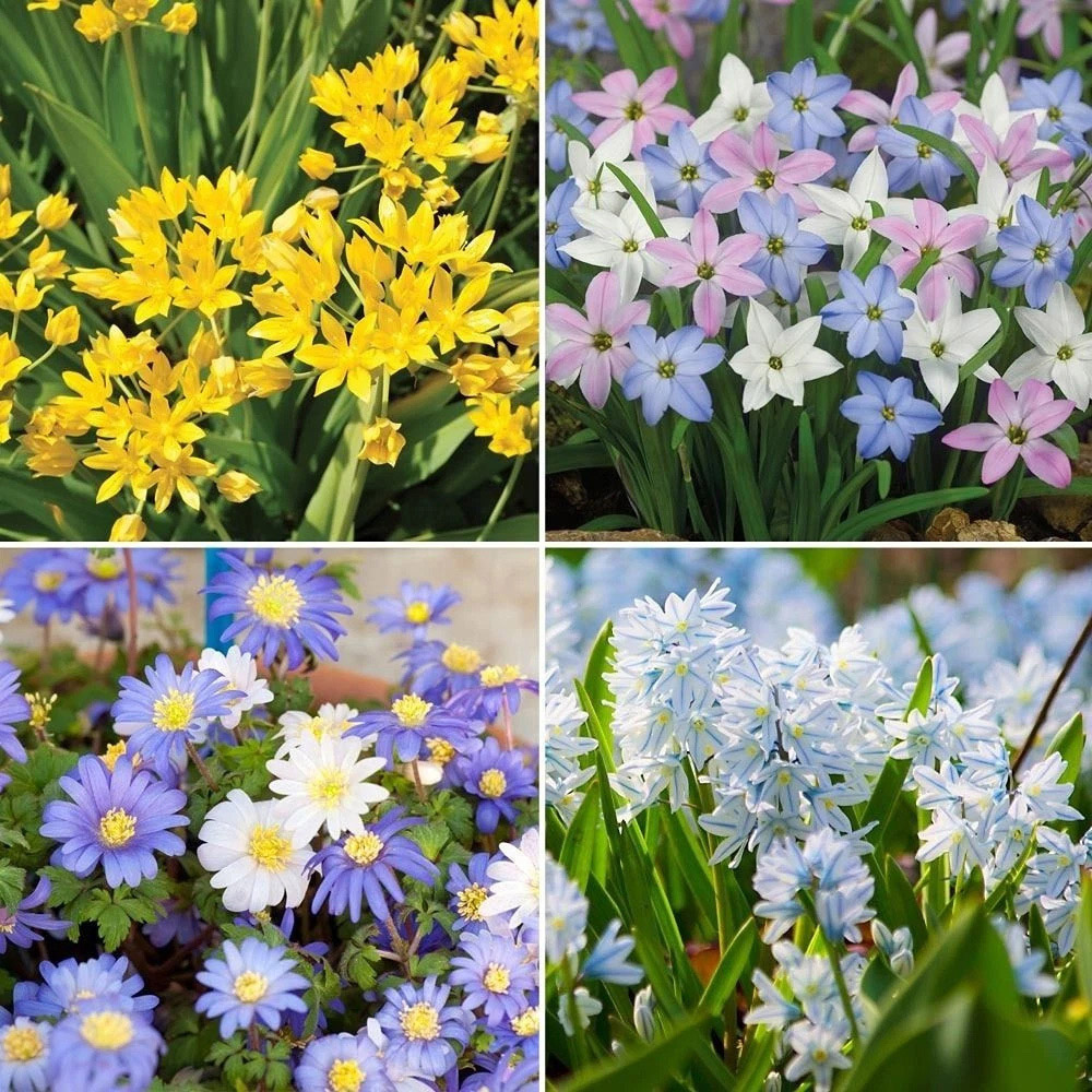 Thompson and Morgan Mixed Spring Planting Bulb 200 Pack Image 1