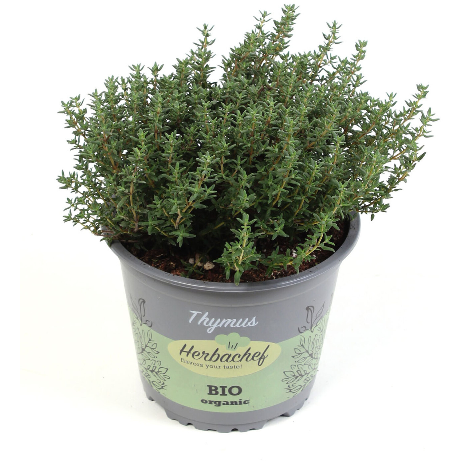 Thymus Citrodorus Herb - Green Image