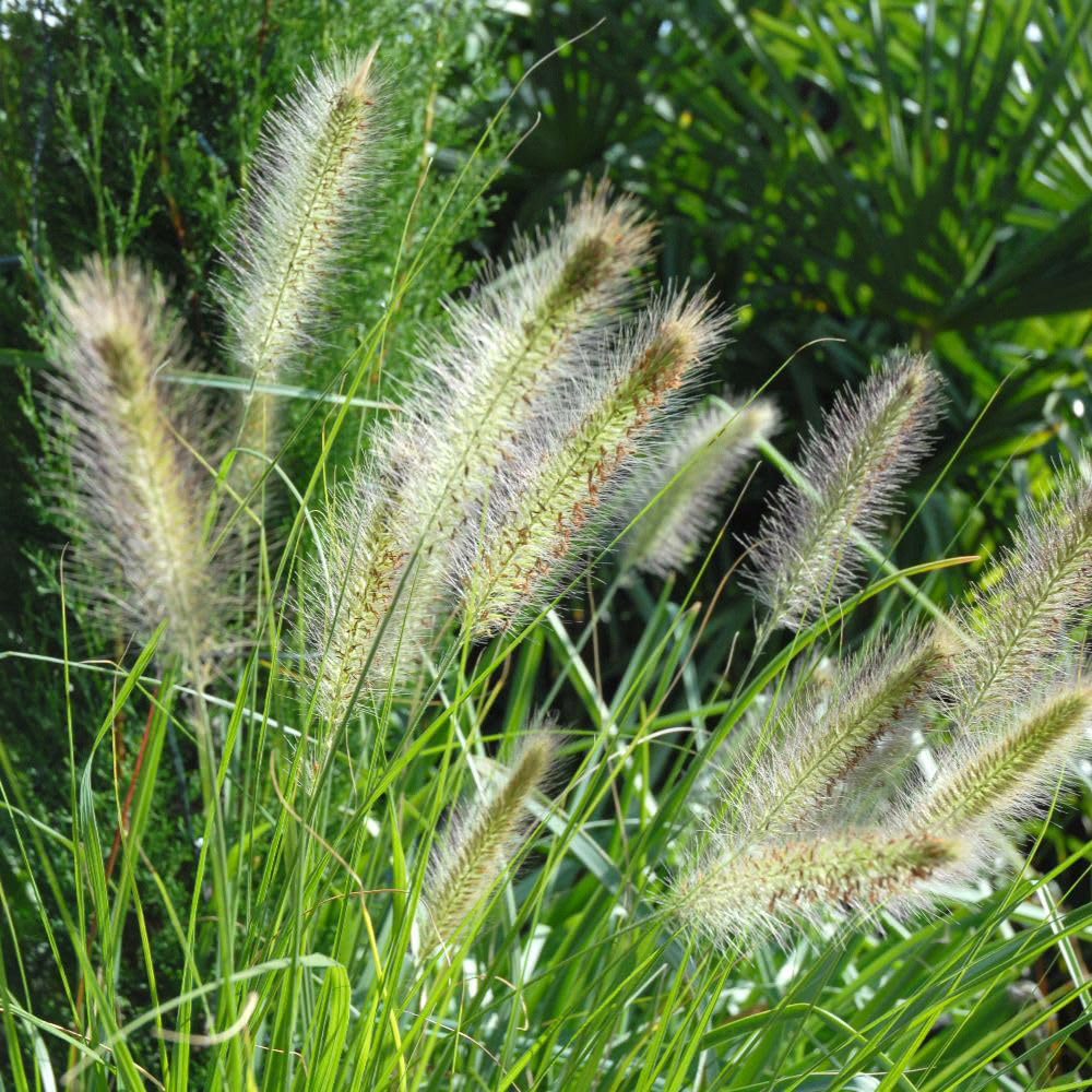 Thompson and Morgan Pennisetum Alopecuroides Hameln Plant Pot 12cm 2 Pack Image 2