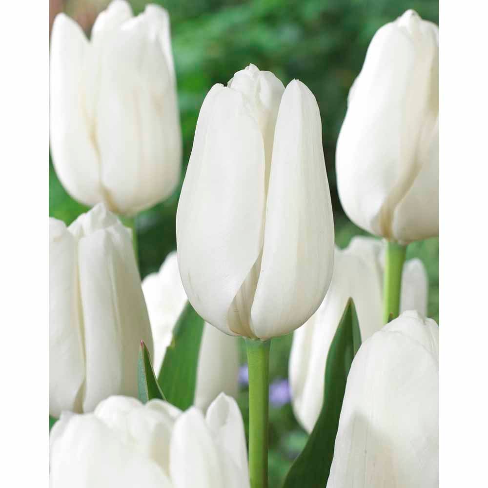 Wilko Tulip White Prince Hakuun 8pk Image 2