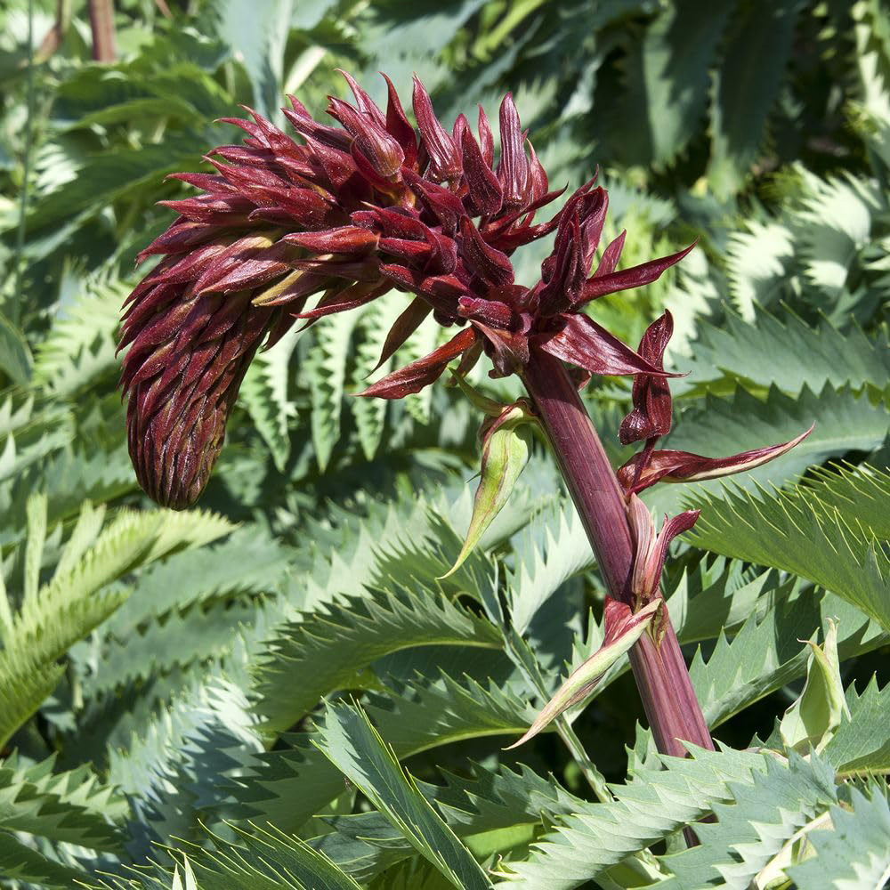 Thompson and Morgan Melianthus Major Antonow's Blue Plant Pot 9cm Image 2