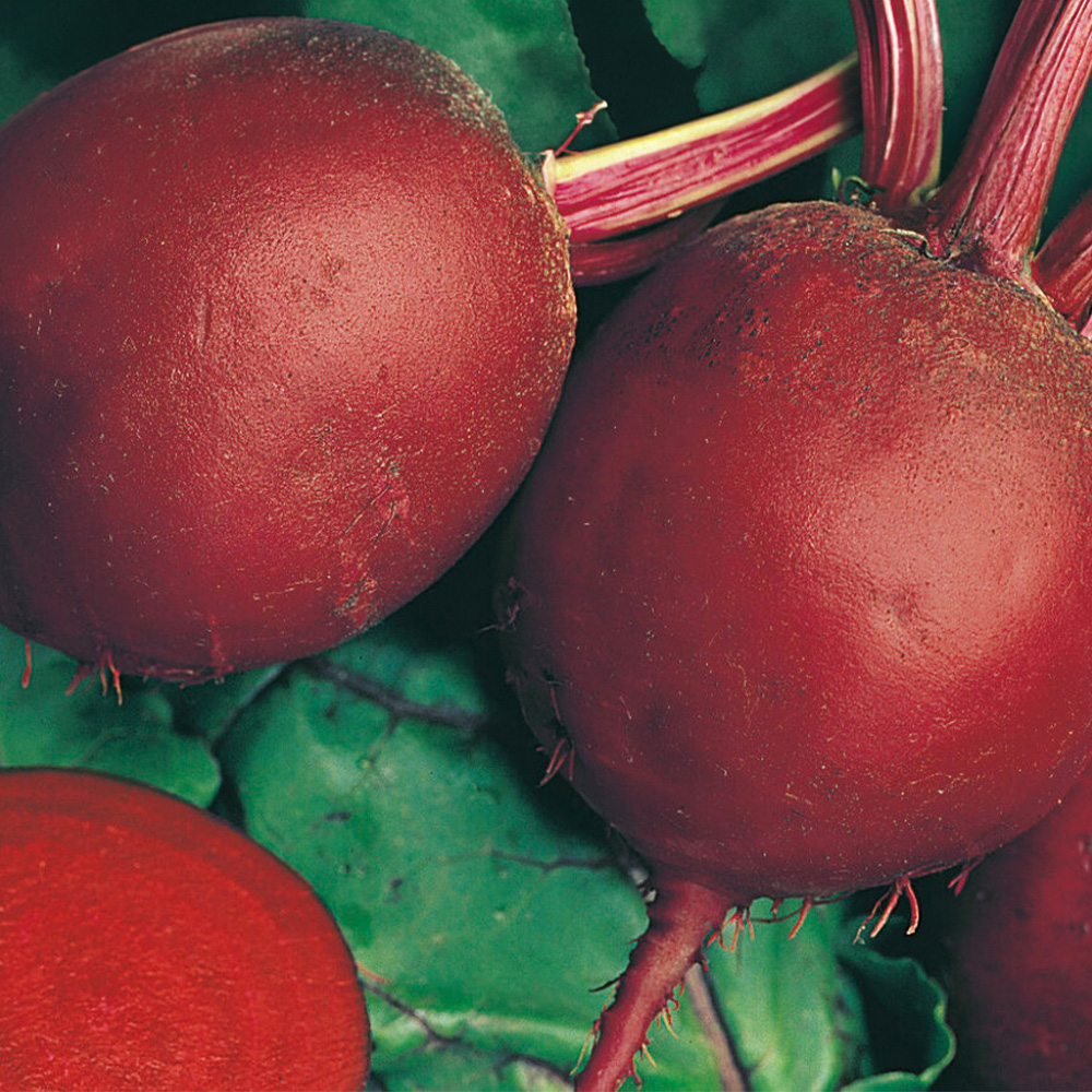 Beetroot Detroit 2 Seeds Image 1