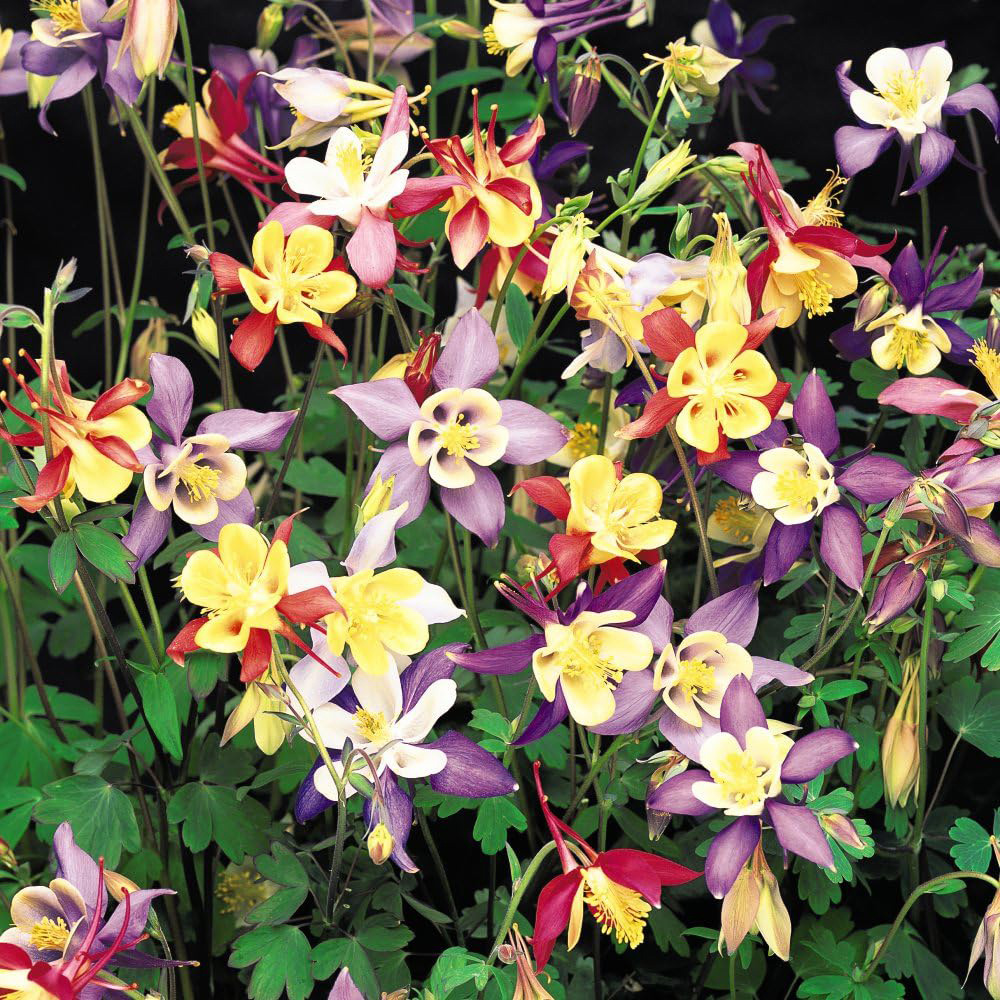 Thompson and Morgan Nurserymans Choice Perennial Mix Plug Plant 36 Pack with 5 Seed Image 3