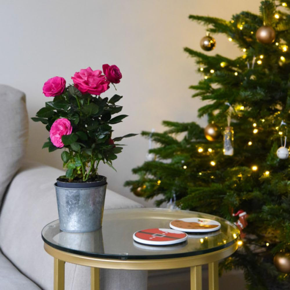 Thompson and Morgan Christmas Gift Scented Rose Deep Pink Plant in Zinc Pot 10.5cm Image 4