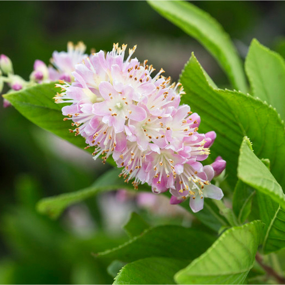 YouGarden Clethra Alnifolia Pink Spire Summersweet Bush Plant Pot 3L Image 2