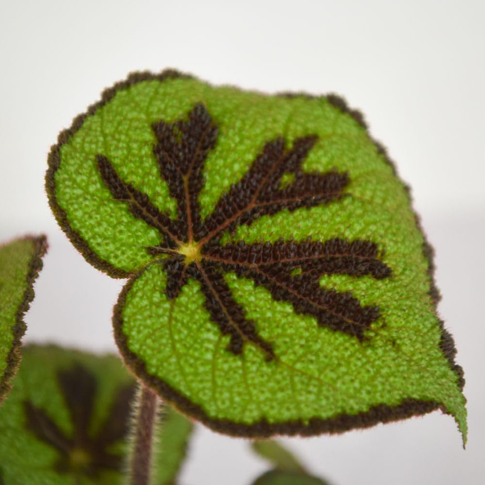 Thompson & Morgan Begonia Masoniana Jungle Rock 12cm 2 Pack Image 2
