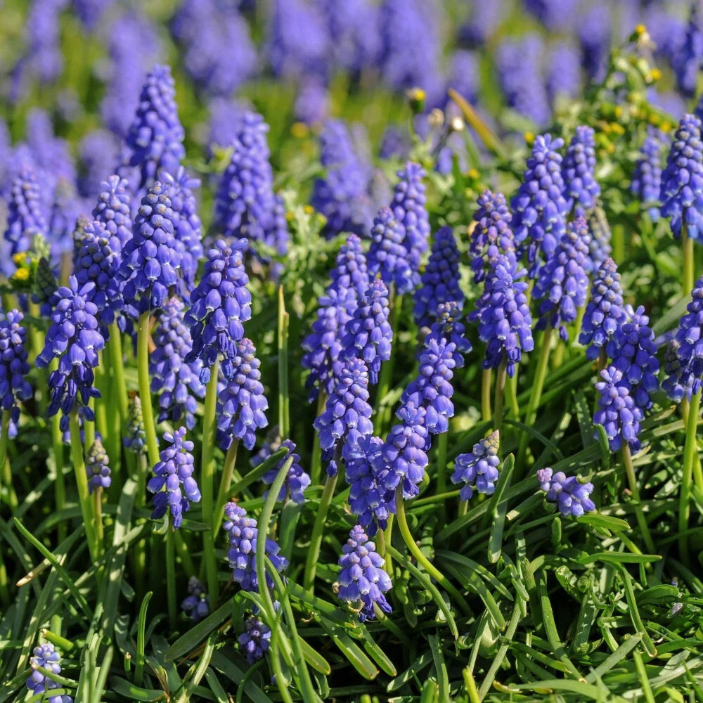 Thompson and Morgan Muscari Armeniacum Autumn Planting Bulb 200 Pack Image 3