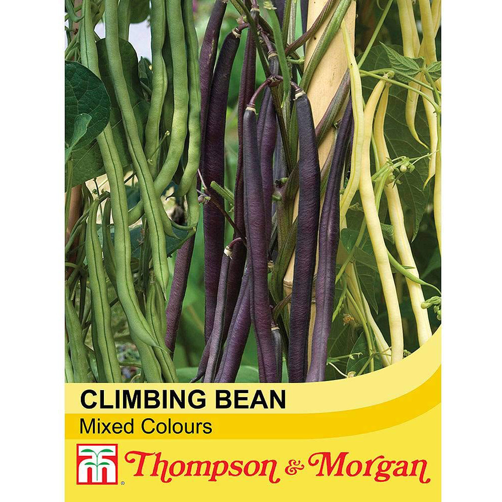 Thompson and Morgan Climbing French Bean Mixed Colour Seeds Image 2