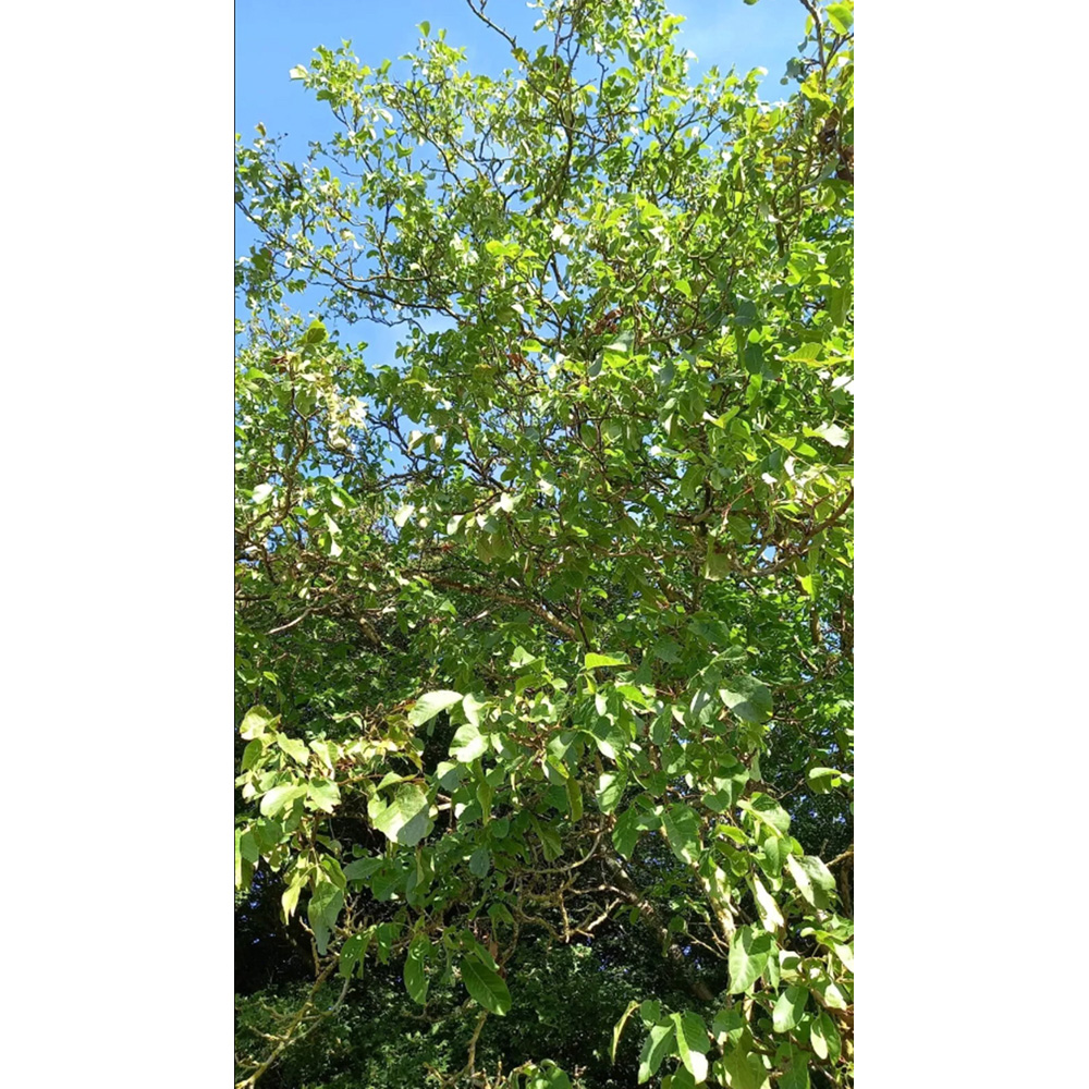 Inspirational Gifting Walnut Juglans Regia Sapling 40-60cm 20 Pack Image 3