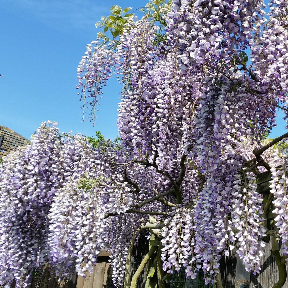 Thompson and Morgan Wisteria Prolific Plant Pot 1.5L Image 5