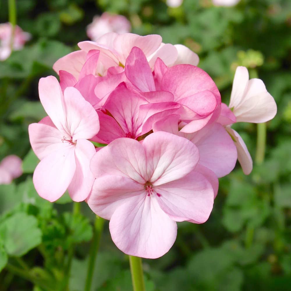 Thompson and Morgan Geranium Horizon F1 Apple Blossom Garden Ready Plant 15 Pack Image 1