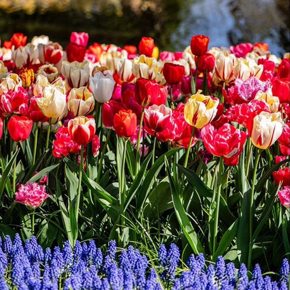 Thompson and Morgan Tulip Cutting Mixed Planting Bulb 20 Pack Image 2