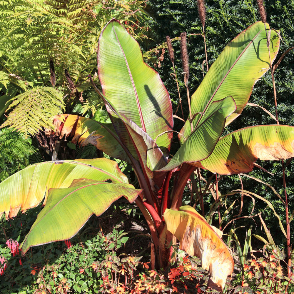 Thompson and Morgan Musa Basjoo Japanese Banana Exotic Palm Plant Pot 10.5cm Image 2