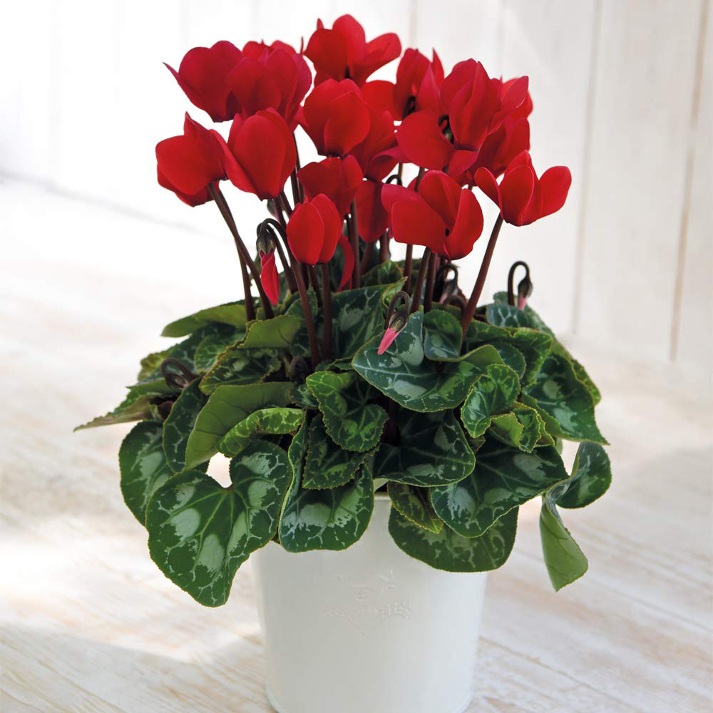 Thompson and Morgan Christmas Gift Cyclamen Wish Red Plant Pot Image 1
