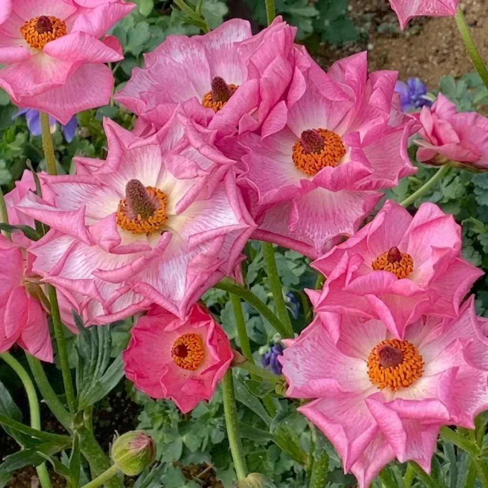 Thompson and Morgan Ranunculus Pink Autumn Planting Bulb 8 Pack Image 4