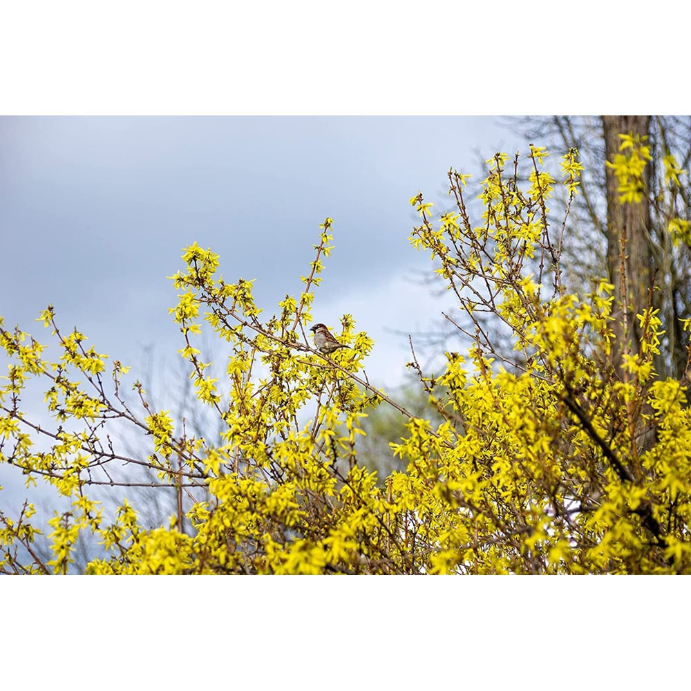 Inspirational Gifting Forsythia Bare Root Hedge Plant Sapling 3ft 5 Pack Image 3