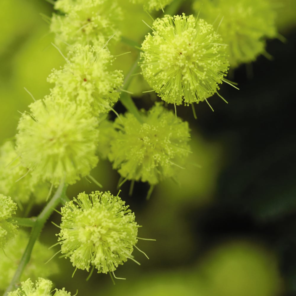 Thompson and Morgan Acacia Mimosa Dealbata Plant in Pot 9cm 3 Pack Image 1