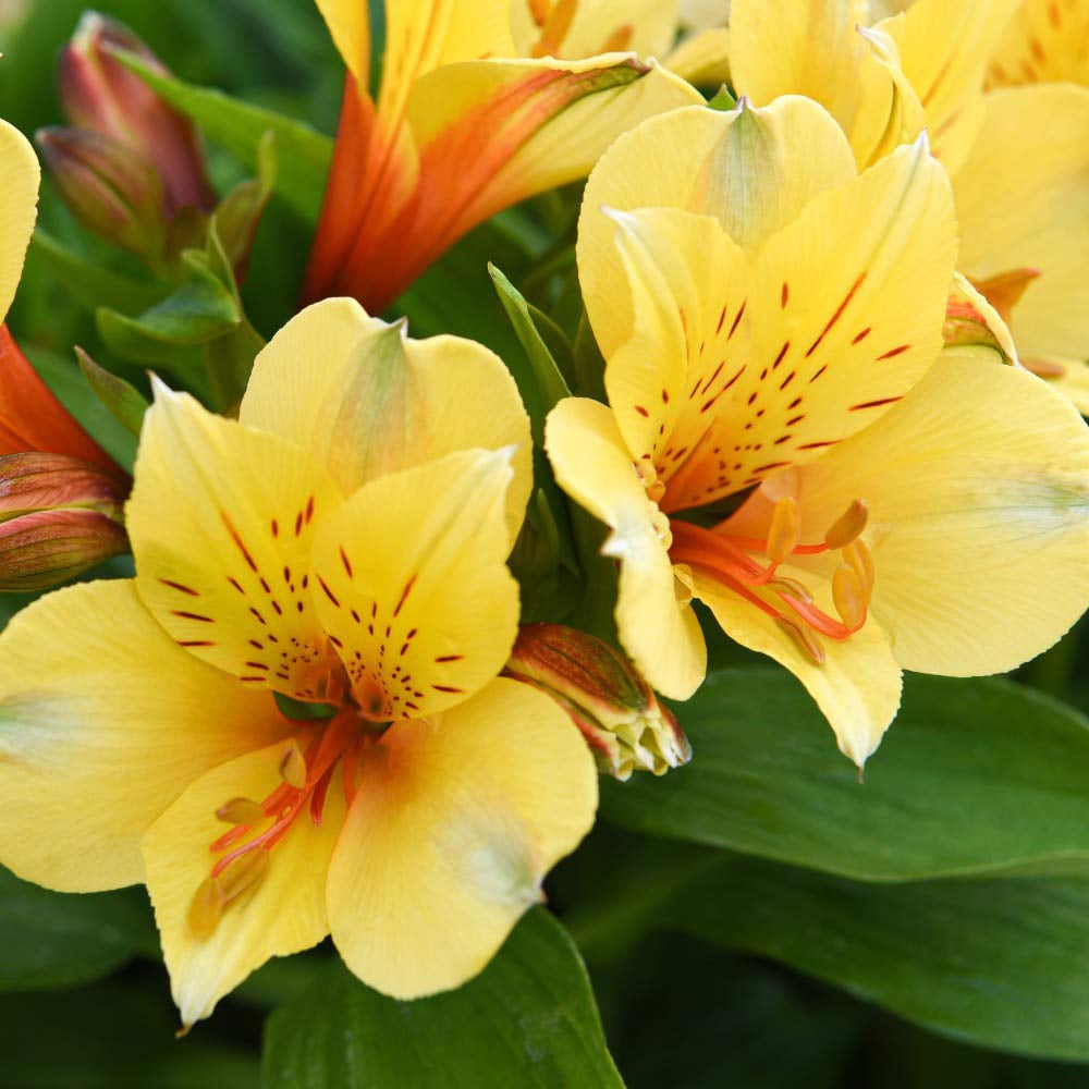 Thompson and Morgan Alstroemeria Valley Collection Jumbo Plugs 6 Pack Image 4