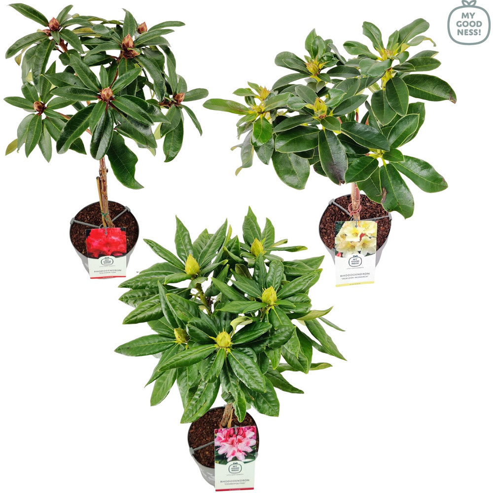 Rhododendron on Stem Plant Image 2