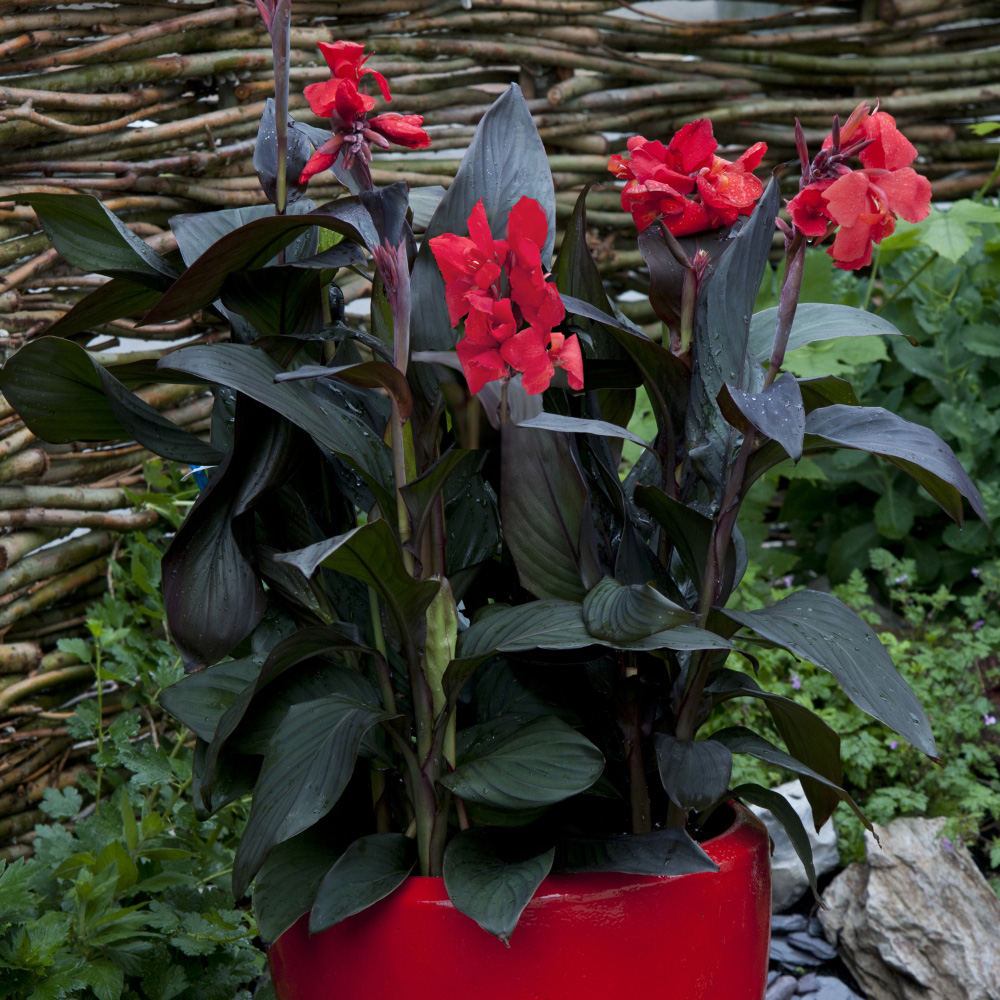 Thompson and Morgan Canna Cannova Trio Plant Pot 9cm 3 Pack Image 3