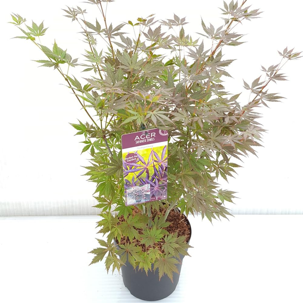 Thompson and Morgan Acer Palmatum Trompenburg Plant Pot 3L Image 2