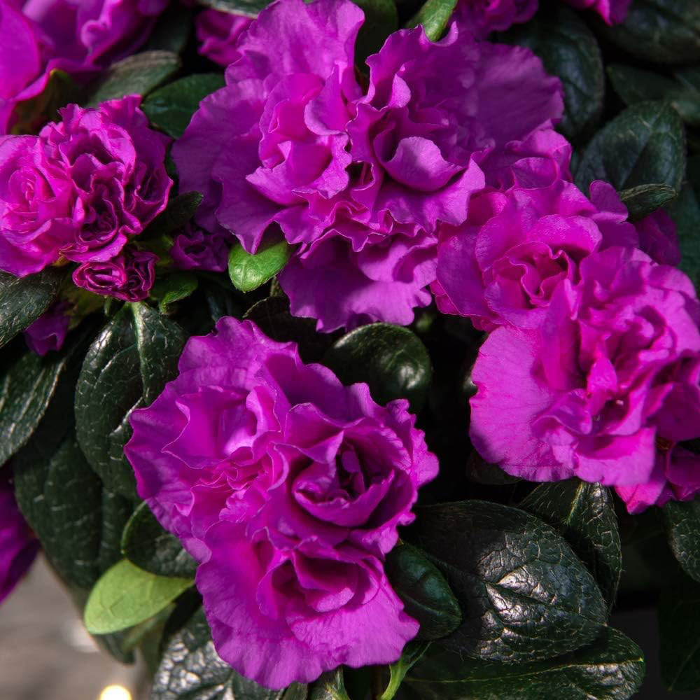 Thompson and Morgan Christmas Gift Azalea Purple Rosebud Plant Pot 14cm 2 Pack Image 2