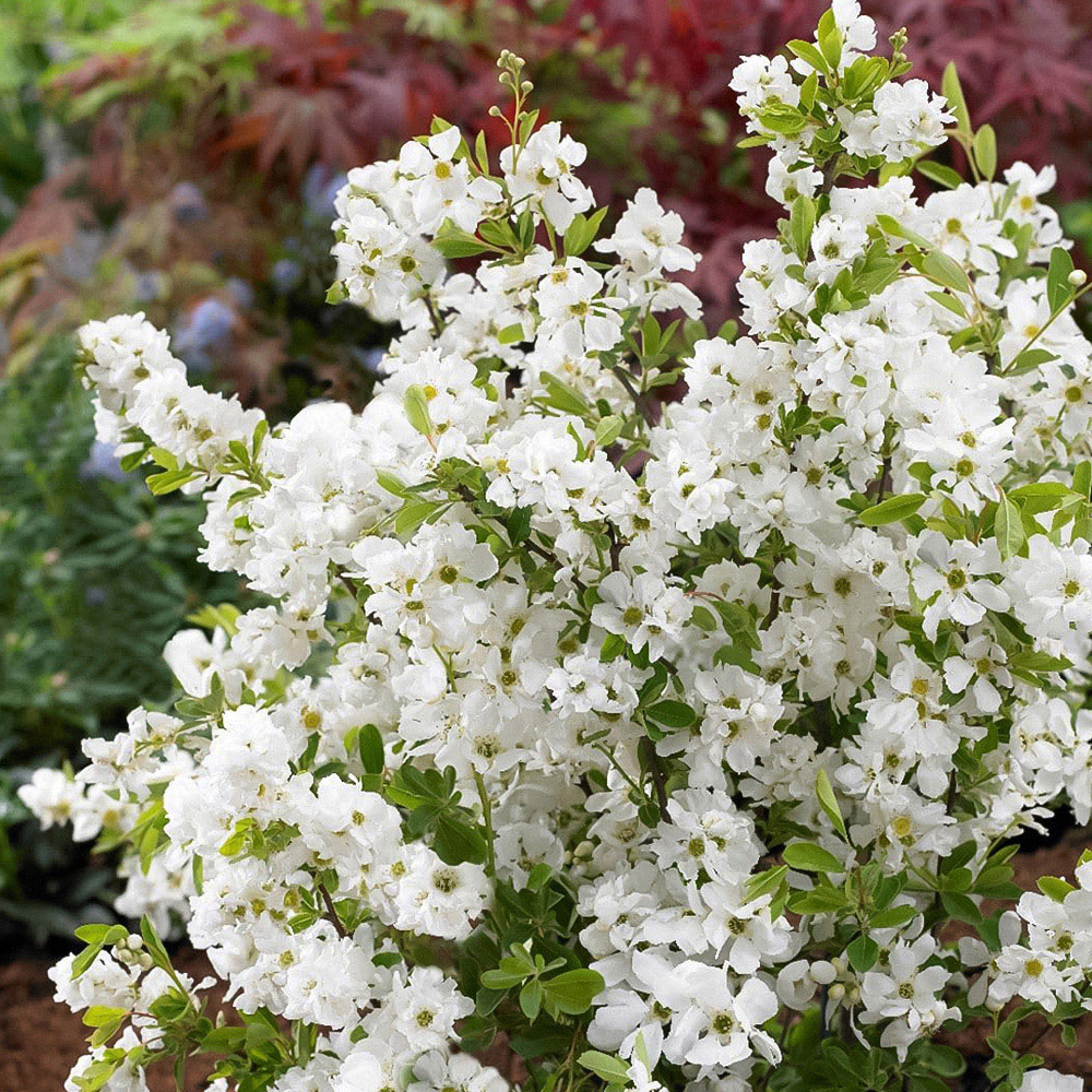 Thompson and Morgan Exochorda Racemosa Niagara Plant Pot 9cm Image
