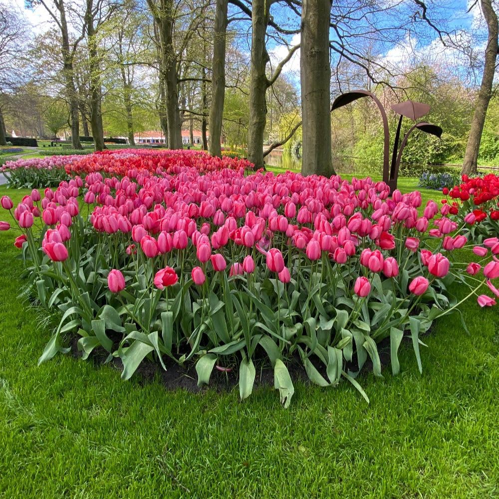 Thompson and Morgan Tulip Pink Giant Bulbs 16 Pack Image 3