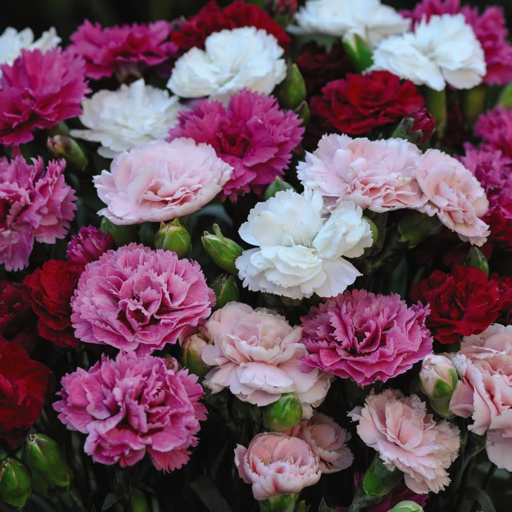 Thompson and Morgan Nurserymans Choice Alpine Plant Pot 9cm Image 3