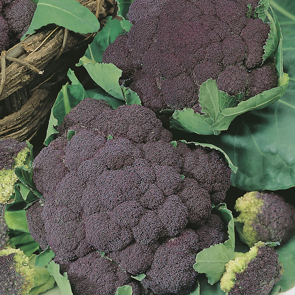 Wilko Cauliflower Di Sicilia Violetto Seeds Image 1