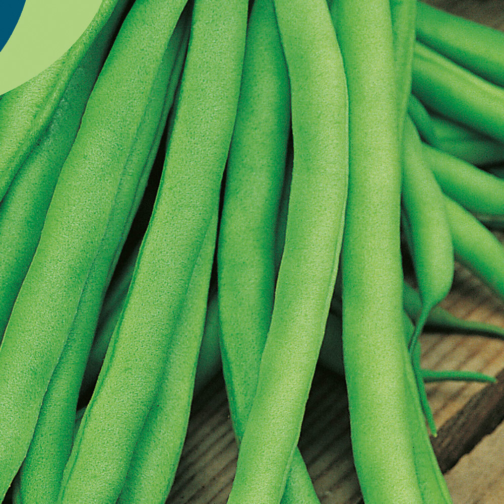 Climb French Bean Blue Seeds Image 2