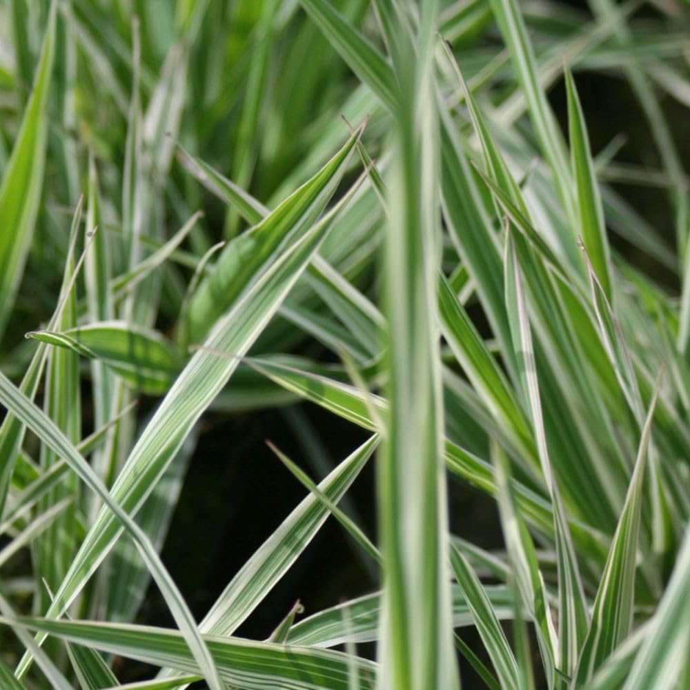 Thompson and Morgan Phalaris Arundinacea Picta Plant Pot 9cm 3 Pack Image 2