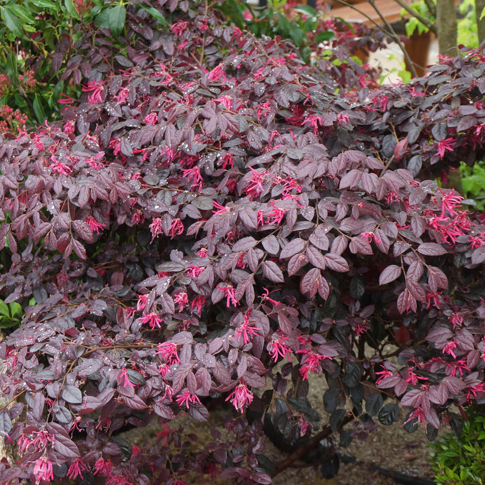 YouGarden Loropetalum Black Pearl Plant Pot 15cm Image 1