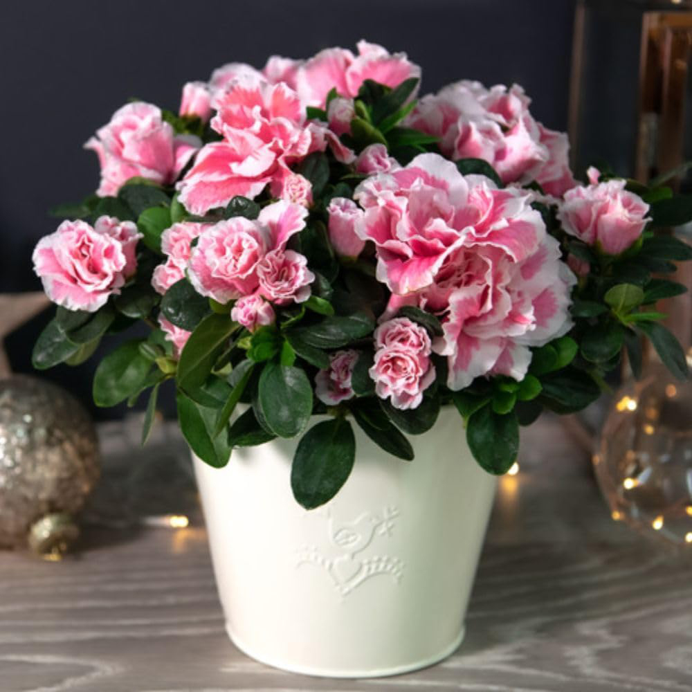 Thompson and Morgan Christmas Gift Pink and White Azalea Plant Pot 12cm 2 Pack Image 1