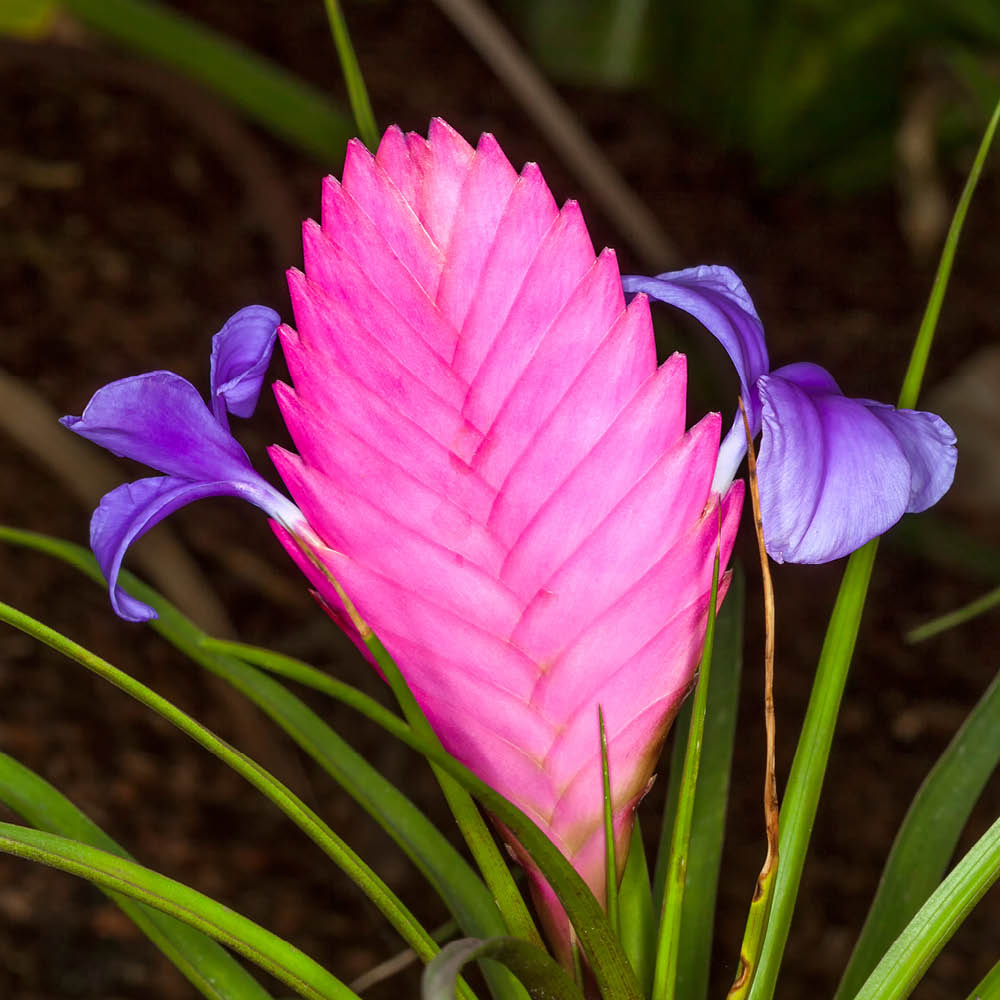 YouGarden Bromeliad Pink Quill Tillandsia Cyanea Vincent Plant Pot 9cm Image 1