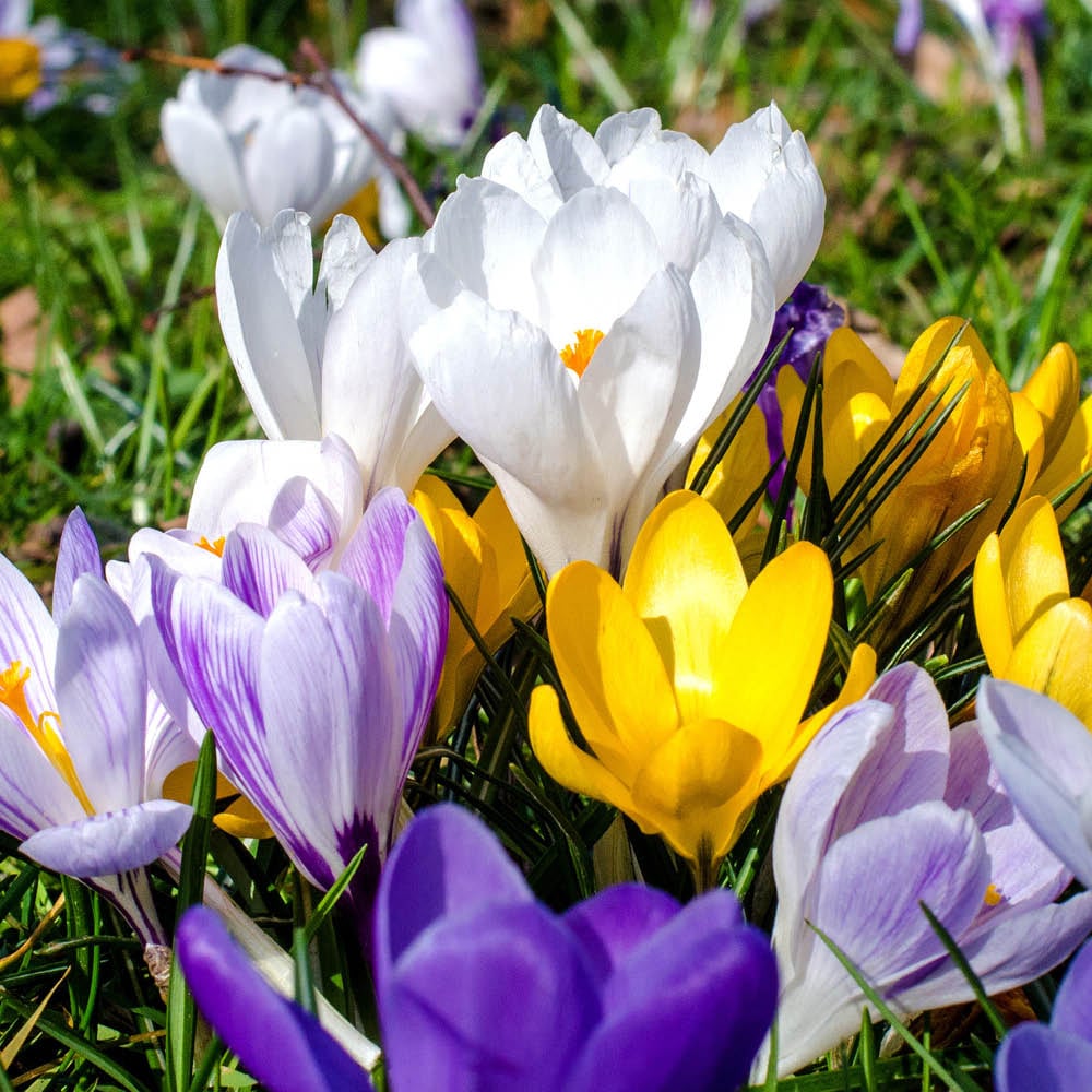 YouGarden Species Crocus Mixed Colours Planting Bulb 60 Pack Image 1