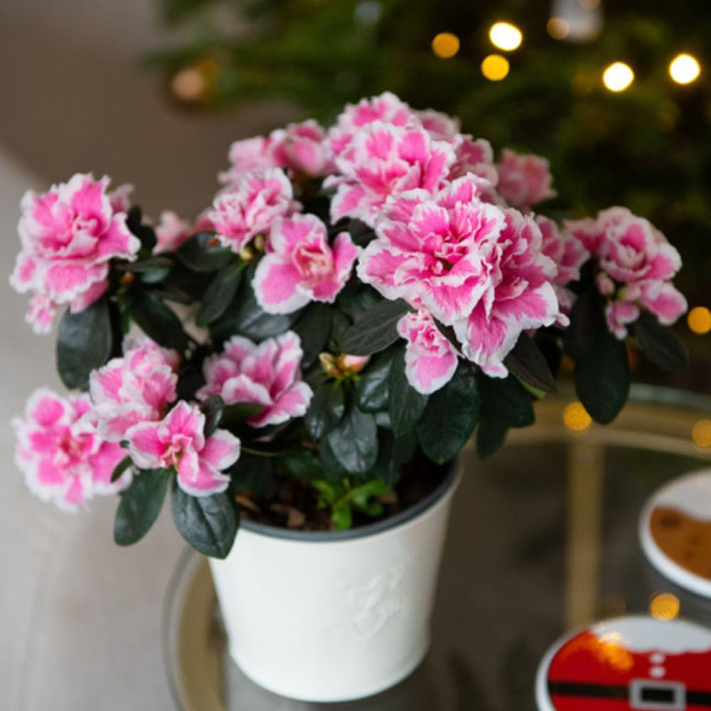 Thompson and Morgan Christmas Gift Pink and White Azalea Plant Pot 12cm Image 3