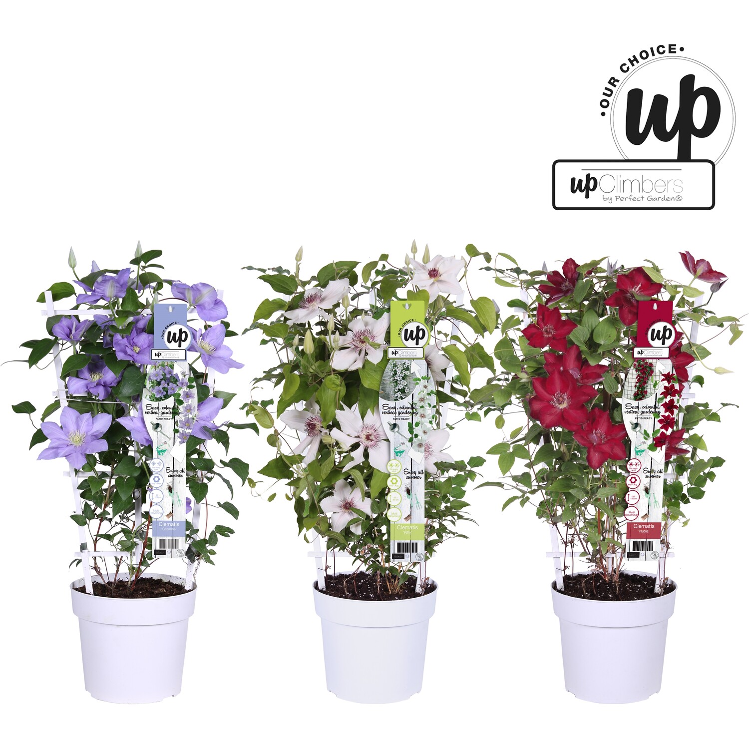 Clematis Raymond Evison - Striped Image