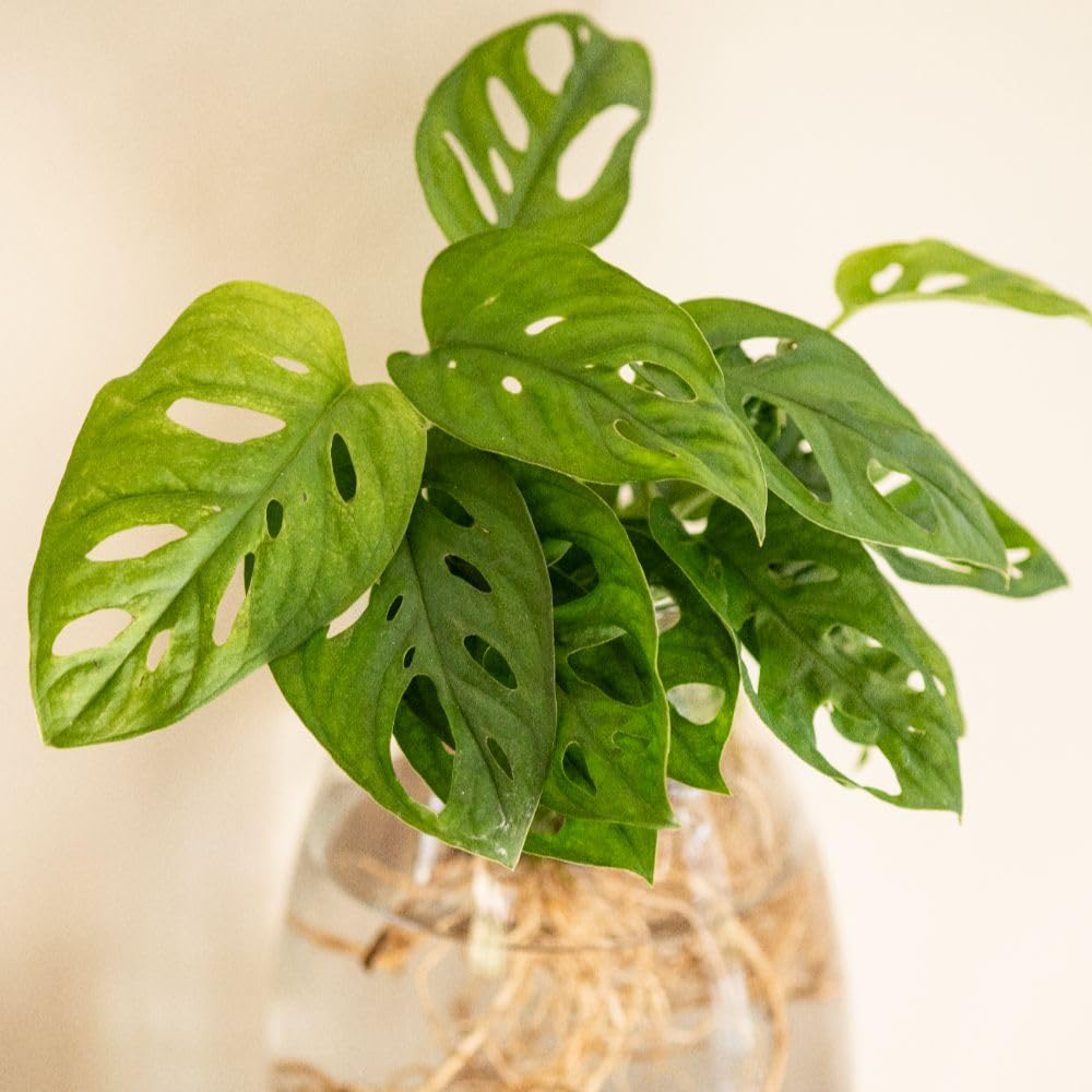 Thompson and Morgan Monstera Adansonii Plant in Glass Vase with Light Up Base Image 2