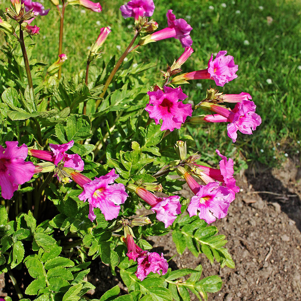 YouGarden Hardy Gloxinia Mixed Bare Root 5 Pack Image 3