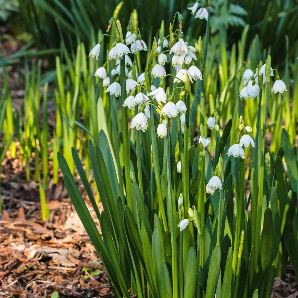 Thompson and Morgan Leucojum Aestivum Summer Snowflake Autumn Planting Bulb 12 Pack Image 5