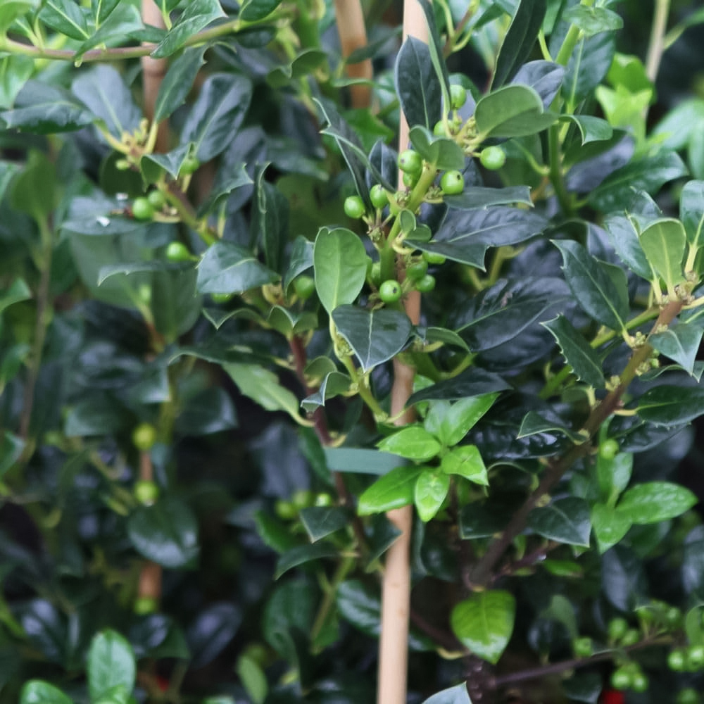 Thompson and Morgan Ilex Aquifolium JC Van Tol Plant Pot 9cm Image 2
