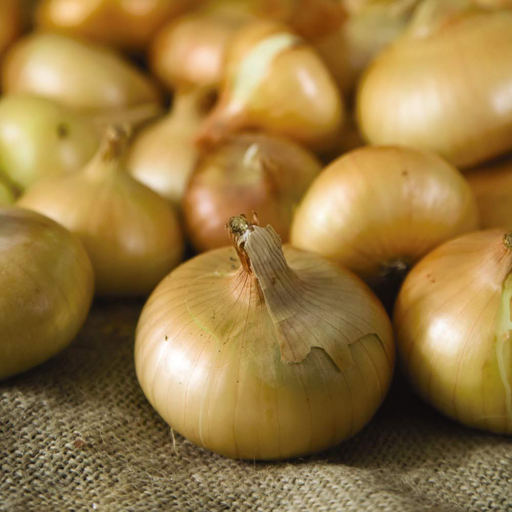 Thompson and Morgan Onion Hylander Seeds Image 2
