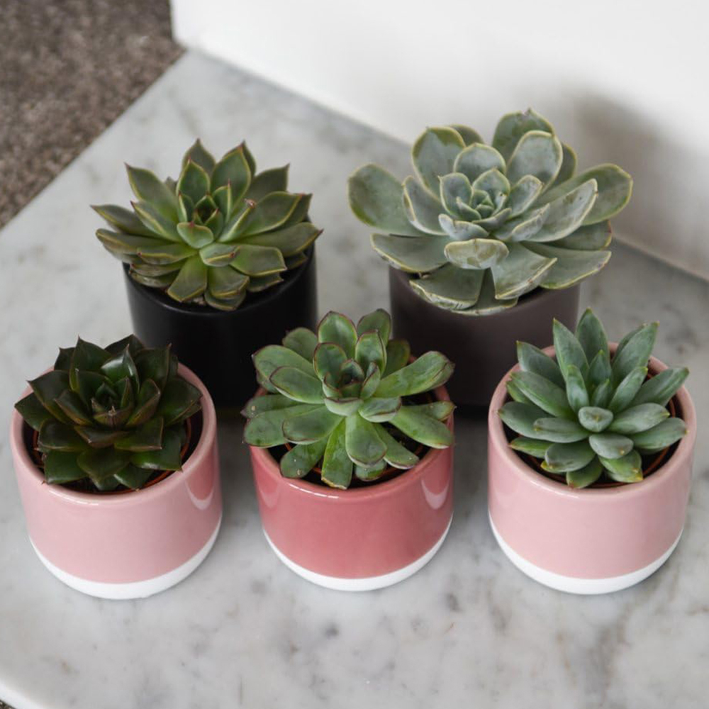 Thompson and Morgan Echeveria Mix Potted Plant 5.5cm 3 Pack Image 1
